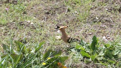 Eurasian Hoopoe
