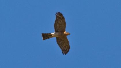 Eurasian Sparrowhawk