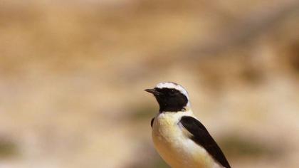 Black-eared Wheatear