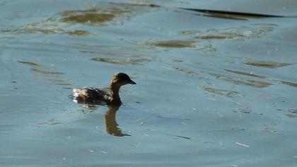 Little Grebe