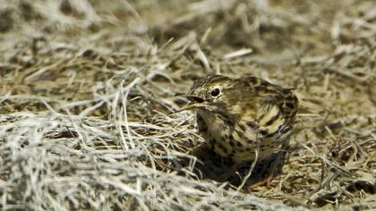 Meadow Pipit