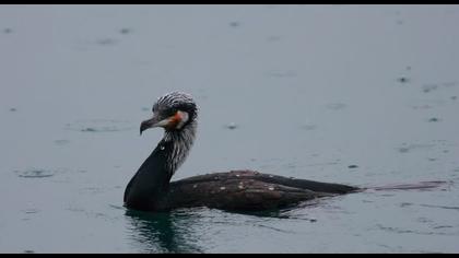 Great Cormorant