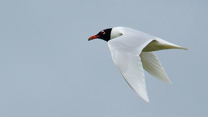 Mediterranean Gull