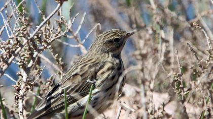 Meadow Pipit