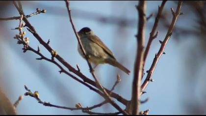 Eurasian Blackcap