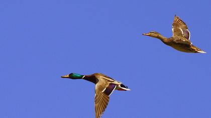 Mallard