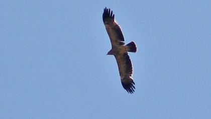 Şah kartal