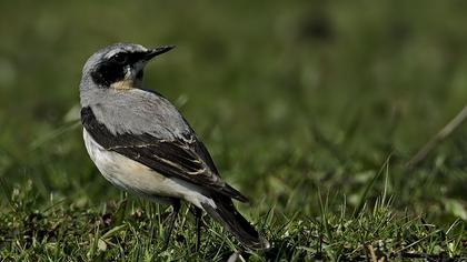 Northern Wheatear