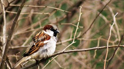 House Sparrow