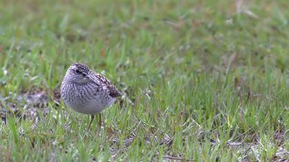 Wood Sandpiper