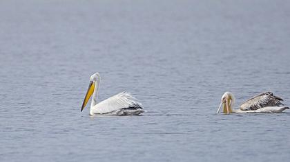 Dalmatian Pelican