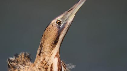 Eurasian Bittern