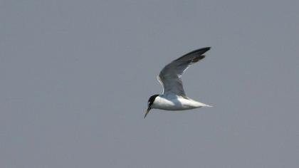 Little Tern