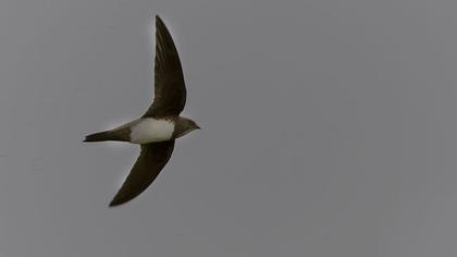 Alpine Swift