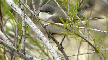 Lesser Whitethroat