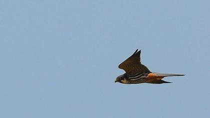 Eurasian Hobby