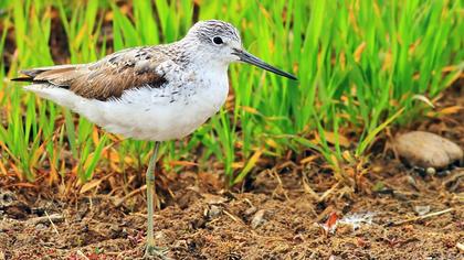 Common Greenshank
