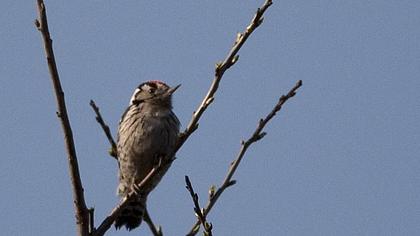 Lesser Spotted Woodpecker
