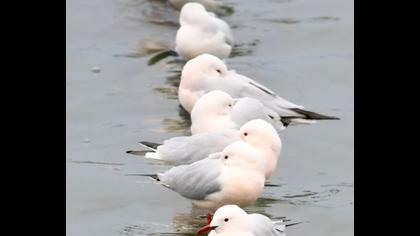 İncegagalı martı