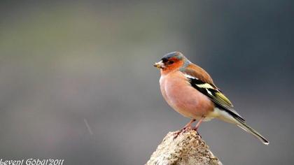 Common Chaffinch