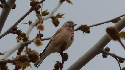 Common Linnet