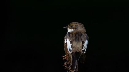 European Pied Flycatcher