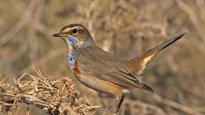 Mavigerdan