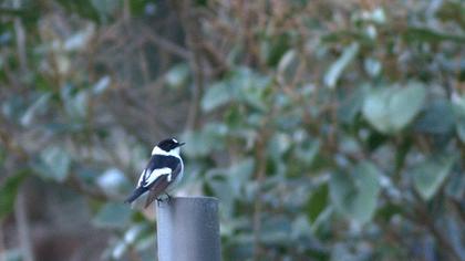 Collared Flycatcher