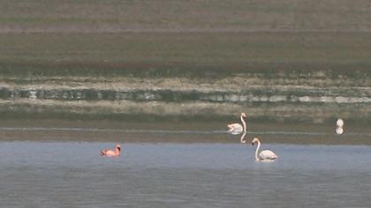 Küçük flamingo