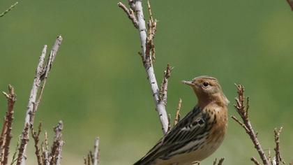 Red-throated Pipit