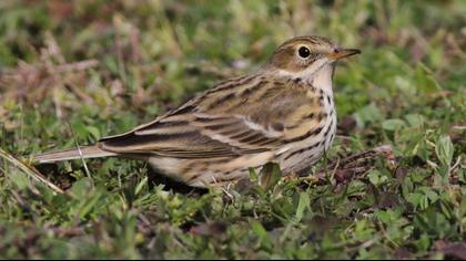 Meadow Pipit