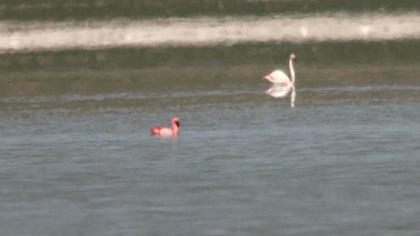 Küçük flamingo