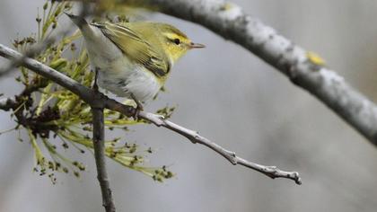 Wood Warbler