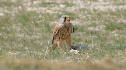 Common Kestrel