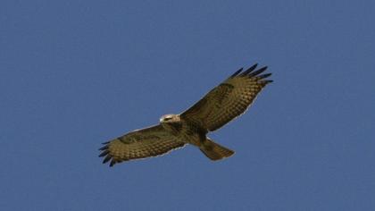 Common Buzzard