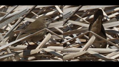 Savi`s Warbler