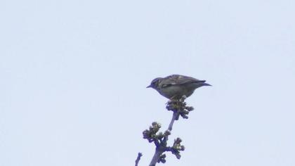 Woodlark