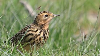 Red-throated Pipit