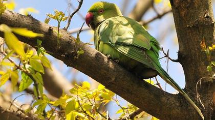 Rose-ringed Parakeet