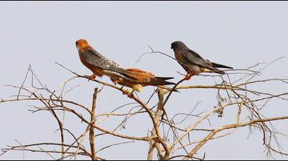 Red-footed Falcon