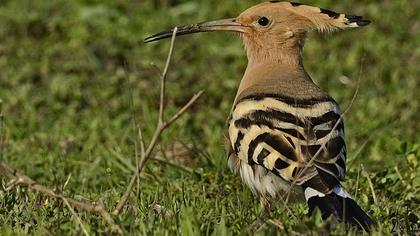 Eurasian Hoopoe