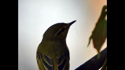 Wood Warbler