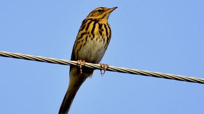 Tree Pipit