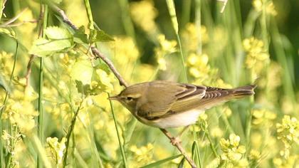 Wood Warbler