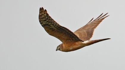 Pallid Harrier