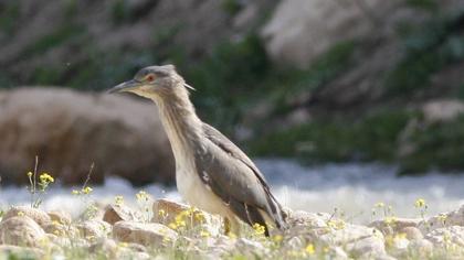 Black-crowned Night Heron