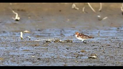Little Stint