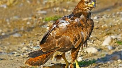 Long-legged Buzzard