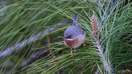 Subalpine Warbler