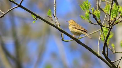 Tree Pipit